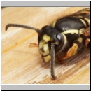 Vespula rufa - Rote Wespe Koenigin 03.jpg